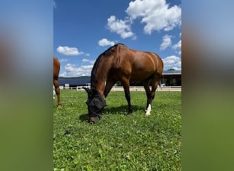 Hanoverian, Gelding, 11 years, 16.1 hh, Brown