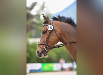 Hanoverian, Gelding, 11 years, 16.1 hh, Brown