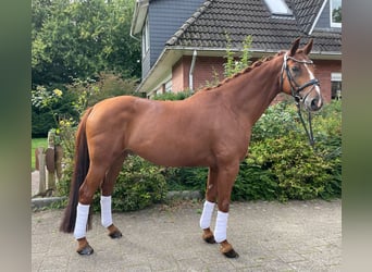 Hanoverian, Gelding, 11 years, 16,1 hh, Chestnut-Red