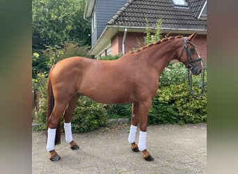 Hanoverian, Gelding, 11 years, 16,1 hh, Chestnut-Red