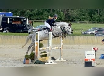 Hanoverian, Gelding, 11 years, 16,1 hh, Gray-Dapple