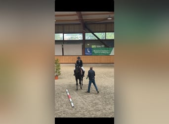 Hanoverian, Gelding, 11 years, 16,2 hh, Black