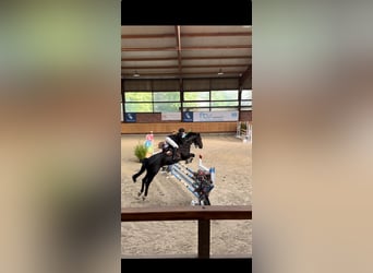 Hanoverian, Gelding, 11 years, 16,2 hh, Black