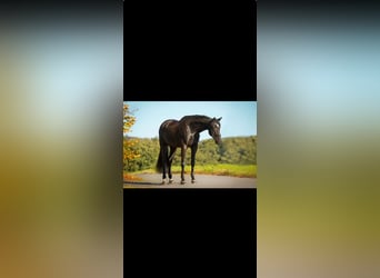 Hanoverian, Gelding, 11 years, 16,2 hh, Black