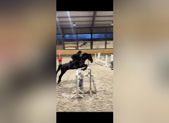 Hanoverian, Gelding, 11 years, 16,2 hh, Black