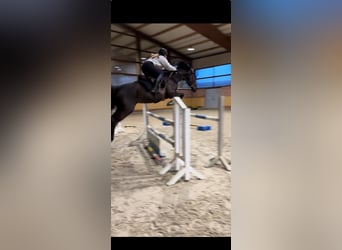 Hanoverian, Gelding, 11 years, 16,2 hh, Black