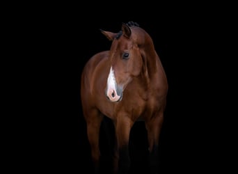 Hanoverian, Gelding, 11 years, 16.2 hh, Brown
