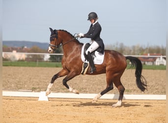 Hanoverian, Gelding, 11 years, 16.2 hh, Brown