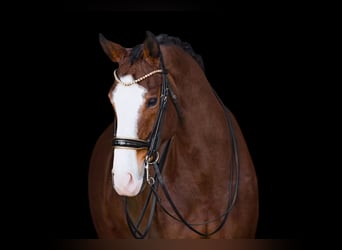 Hanoverian, Gelding, 11 years, 16.2 hh, Brown