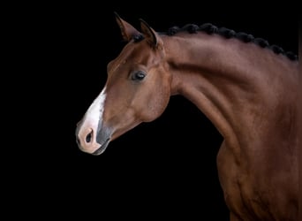 Hanoverian, Gelding, 11 years, 16.2 hh, Brown-Light