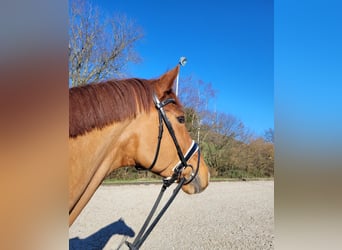 Hannoveraner, Wallach, 11 Jahre, 16,2 hh, Fuchs