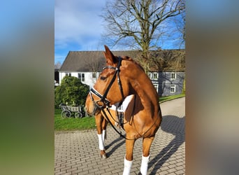 Hannoveraner, Wallach, 11 Jahre, 16,2 hh, Fuchs