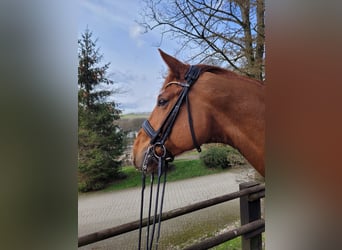 Hannoveraner, Wallach, 11 Jahre, 16,2 hh, Fuchs