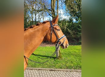 Hannoveraner, Wallach, 11 Jahre, 16,2 hh, Fuchs