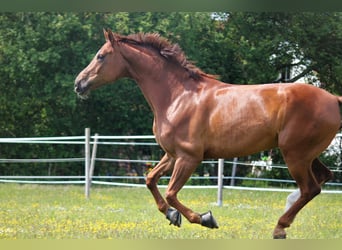 Hanoverian, Gelding, 11 years, 16,3 hh, Chestnut