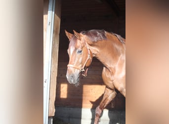 Hanoverian, Gelding, 11 years, 16,3 hh, Chestnut