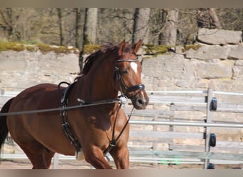 Hanoverian, Gelding, 11 years, 16,3 hh, Chestnut