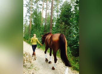 Hanoverian, Gelding, 11 years, 16,3 hh, Chestnut