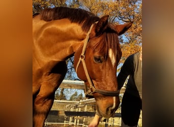 Hanoverian, Gelding, 11 years, 16,3 hh, Chestnut