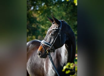 Hanoverian, Gelding, 11 years, 16,3 hh, Smoky-Black