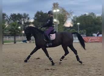Hanoverian, Gelding, 11 years, 16 hh, Black