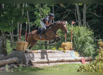 Hanoverian, Gelding, 11 years, 16 hh, Brown