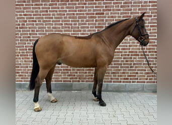 Hanoverian, Gelding, 11 years, 16 hh, Brown