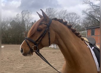 Hanoverian, Gelding, 11 years, 16 hh, Chestnut-Red