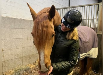 Hanoverian, Gelding, 11 years, 16 hh, Chestnut-Red