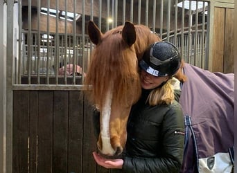 Hanoverian, Gelding, 11 years, 16 hh, Chestnut-Red