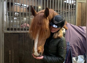 Hanoverian, Gelding, 11 years, 16 hh, Chestnut-Red