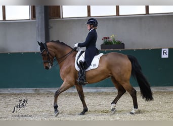 Hanoverian, Gelding, 11 years, 16,1 hh, Brown