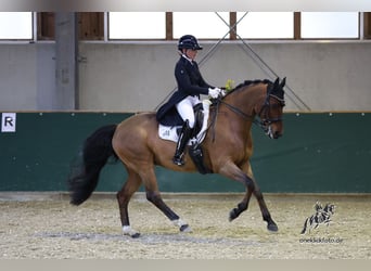Hanoverian, Gelding, 11 years, 16,1 hh, Brown