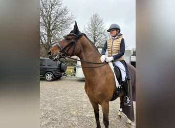 Hanoverian, Gelding, 11 years, 16,1 hh, Brown