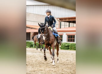 Hanoverian, Gelding, 11 years, 16,1 hh, Brown