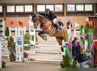 Hanoverian, Gelding, 11 years, 16,1 hh, Brown