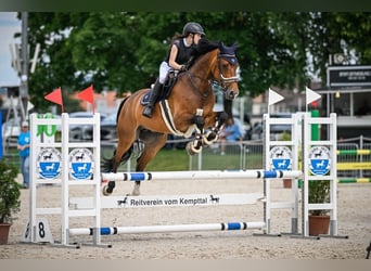 Hanoverian, Gelding, 11 years, 16,1 hh, Brown