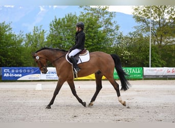 Hanoverian, Gelding, 11 years, 16,1 hh, Brown