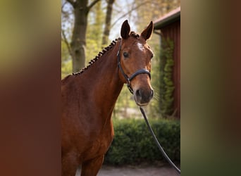 Hanoverian, Gelding, 11 years, 16,1 hh, Chestnut