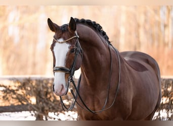 Hanoverian, Gelding, 11 years, 16,2 hh, Brown