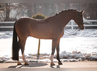 Hanoverian, Gelding, 11 years, 16,2 hh, Brown