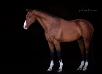 Hanoverian, Gelding, 11 years, 16,2 hh, Brown-Light