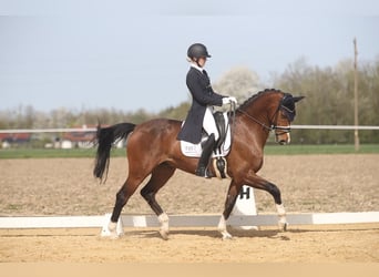 Hanoverian, Gelding, 11 years, 16,2 hh, Brown-Light