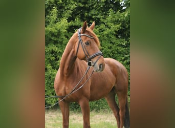 Hanoverian, Gelding, 11 years, 16,2 hh, Chestnut-Red