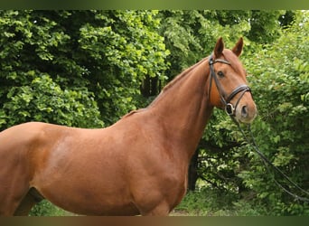 Hanoverian, Gelding, 11 years, 16,2 hh, Chestnut-Red