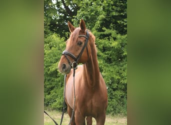 Hanoverian, Gelding, 11 years, 16,2 hh, Chestnut-Red