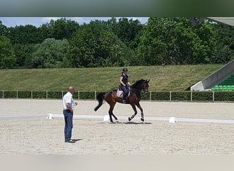 Hanoverian, Gelding, 11 years, 16,3 hh, Brown