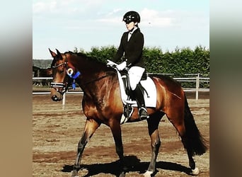 Hanoverian, Gelding, 11 years, 16,3 hh, Brown
