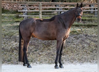 Hanoverian, Gelding, 11 years, 17,1 hh, Brown