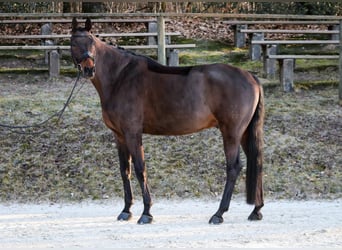 Hanoverian, Gelding, 11 years, 17,1 hh, Brown